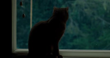 Siyah kedi ev penceresinden dışarı bakıyor. 124K video.