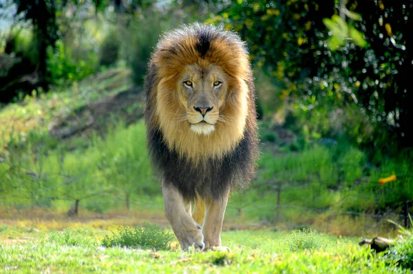 Lion Mâle Rôdant Une Manière Harcelante Directement Vers Caméra — Photo