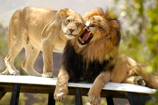 公狮很生气 没有心情 而母狮则想对公狮表现出一点爱意 — 图库照片