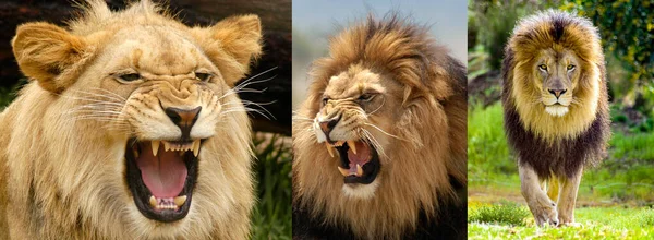 狮子的画像显示了这只雄狮的三个生长阶段 — 图库照片