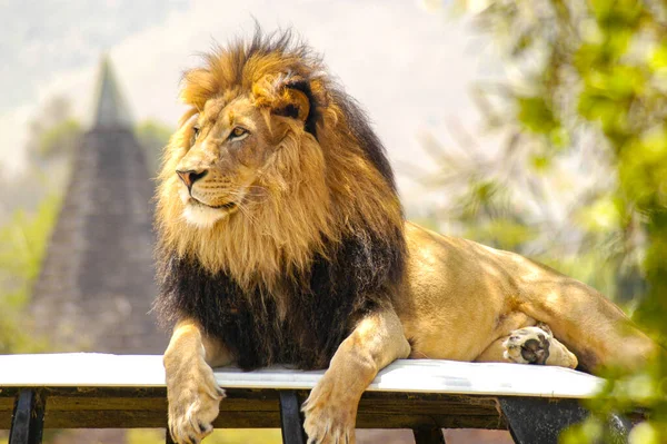 雄狮坐在那里心满意足地俯瞰着自己的自尊和领地 — 图库照片