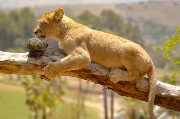 非洲小狮子依附在树枝上保持平衡 不让自己跌倒 — 图库照片