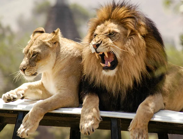 雄狮怒吼他对母狮的不满 — 图库照片