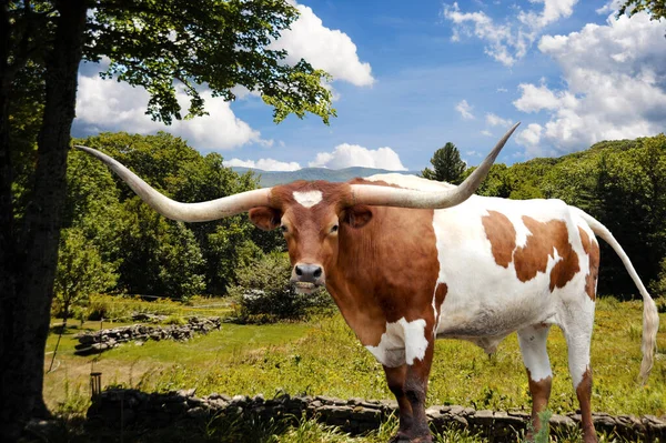Texas Longhorn Bulle Steht Majestätisch Vor Einer Wiese Zum Weiden — Stockfoto