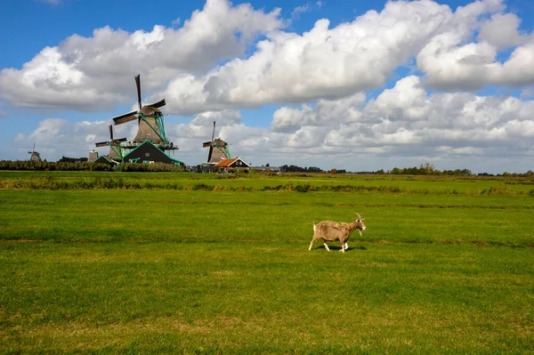 荷兰的一个田野 后面是风车 前面是山羊 — 图库照片
