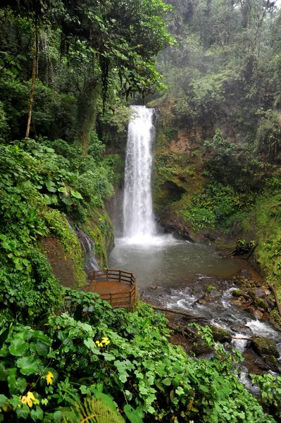 Costa Rica Καταρράκτη Στον Παλιό Κόσμο Δάσος Του Lapaz Waterfall — Φωτογραφία Αρχείου