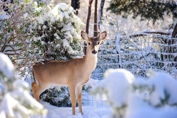 Joven Ciervo Bosque Cubierto Nieve Buscando Comida Frío Día Invierno —  Fotos de Stock