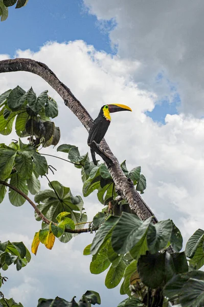Toucan Sits Tree Rainstorm Costa Rica — Stock Photo, Image