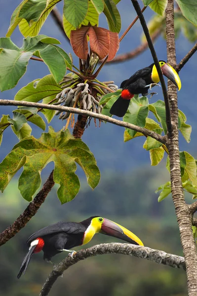 Two Chestnut toucans jumping from tree to tree to eat fruits, seeds, and other bird\'s eggs.