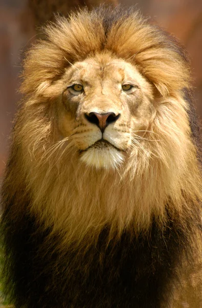 雄狮的肖像特写 眼睛紧盯着 — 图库照片