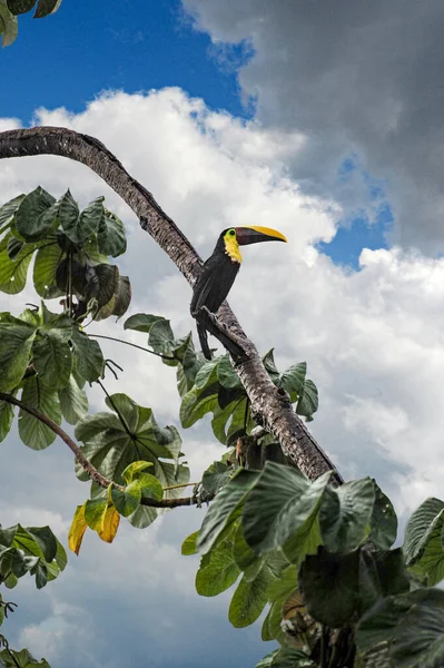 Tukan Siedzi Drzewie Podczas Burzy Kostaryce — Zdjęcie stockowe