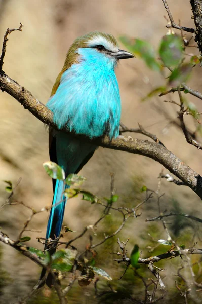 stock image A Racket-tailed Roller sitting in a tree and puffing up his feathers. 