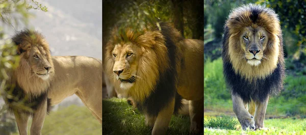 Male Lion stalking from three different angles.