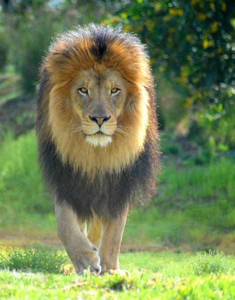 A male lion strolls cautiously eyeing prey and stalking towards a potential kill.