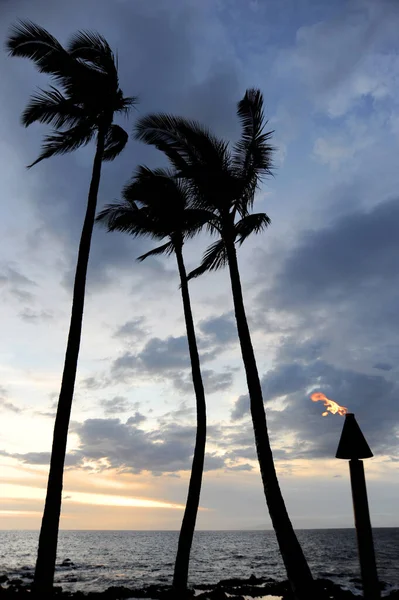 Palm Trees swaying in the wind on Maui at sunset with the tiki torch lit for a gorgeous seascape.