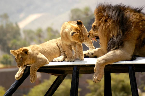 African Male Father Lion His Cub Affectionately Bonding Teaching Boundaries — Stok fotoğraf