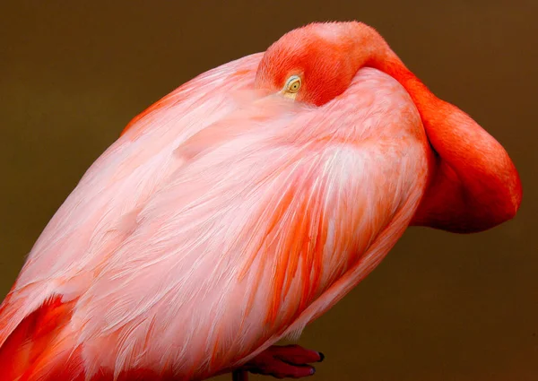 Pink Flamingo is snoozing but has one eye open.