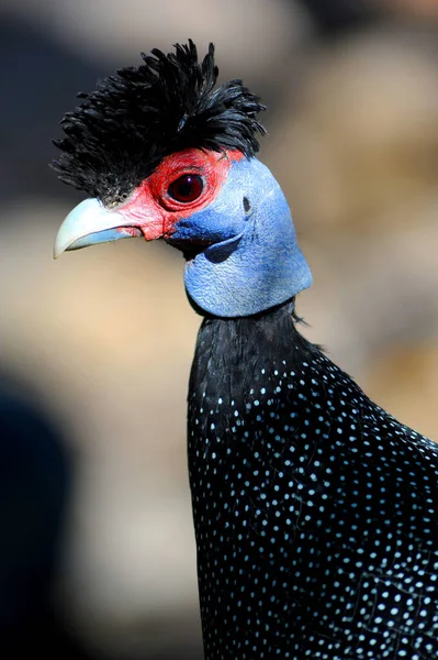 Kenya Crested Guineafowl Bird Resembles Chicken Spends Much Its Time — Stock Photo, Image