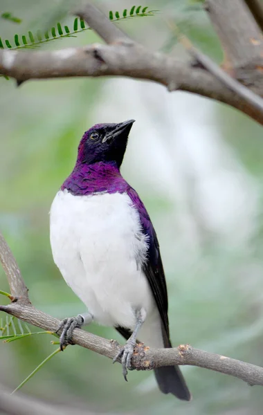 Starling with a violet back is called a violet-backed starling.