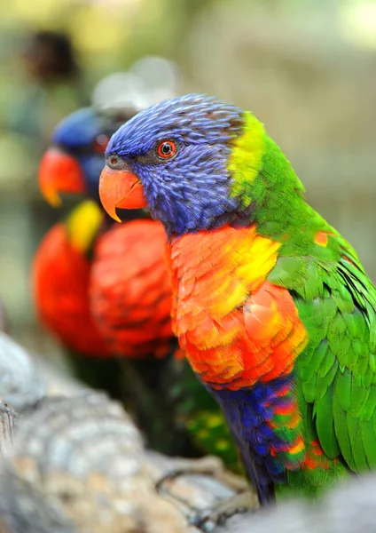 Stock image These Rainbow Lorikeets are perched on a branch and appear friendly and colorful.