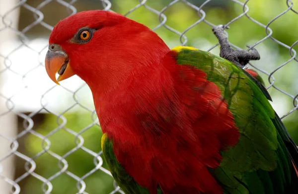 Die Rote Lory Ist Ein Papagei Der Oft Der Wildnis — Stockfoto