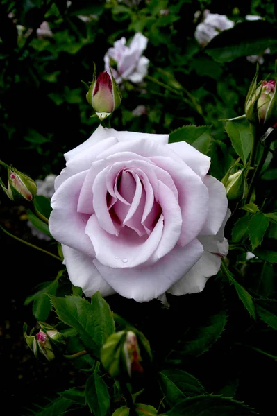 Sebuah Mawar Ungu Cantik Mekar Penuh Taman Mawar Dengan Air — Stok Foto