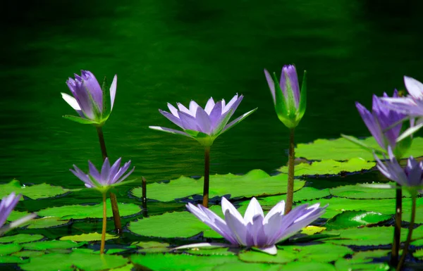 植物園の暖かい夏の日には 紫色の睡蓮が大きな美しい池に浮かんでいます — ストック写真