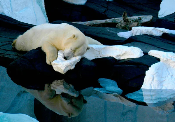 Полярный Медведь Дремлет Шоу Воды — стоковое фото