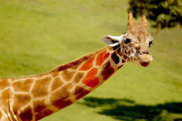 Uma Girafa Com Pescoço Longo Manchas Que Naturalmente Exibem Padrões — Fotografia de Stock