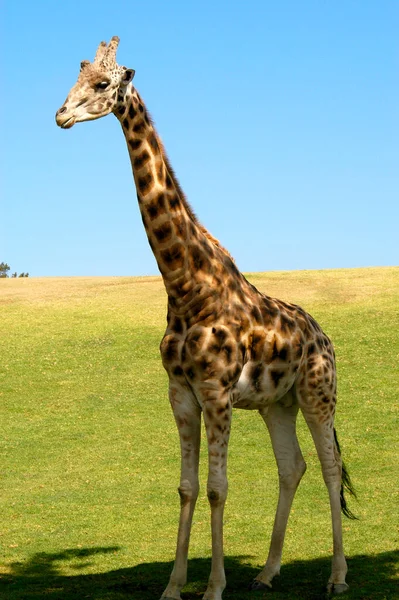 Uma Girafa Macho Solitário Observado Sob Cobertura Uma Grande Árvore — Fotografia de Stock