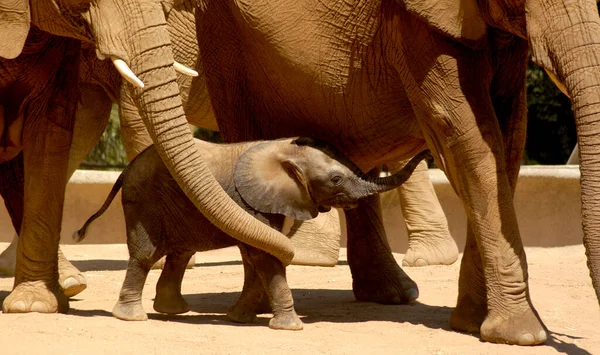 Elefante Joven Está Siendo Custodiado Por Sus Miembros Manada —  Fotos de Stock