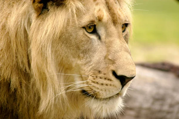 Ein Junger Heranwachsender Männlicher Löwe Seitenansicht Profilbild — Stockfoto