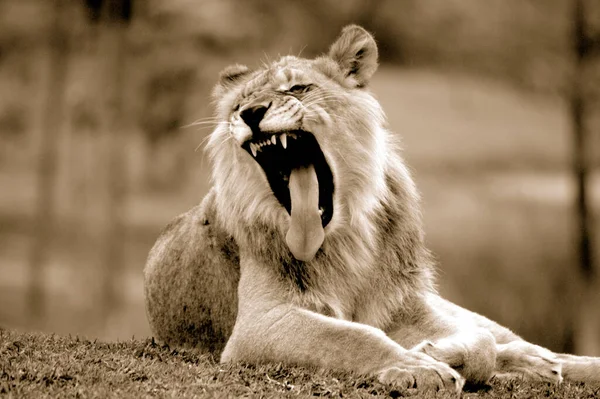 一张年轻的少男狮子打呵欠 露出牙齿和大舌头的黑色照片 — 图库照片