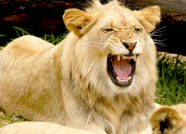 一只年轻的少男狮子露出牙齿 咆哮着说他生气了 — 图库照片