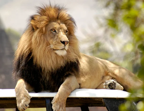 大きな雄ライオンは 彼の領土を見下ろす放棄されたサファリジープの上にあります獲物のために — ストック写真
