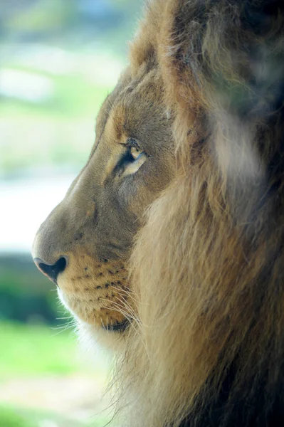 Ein Profilbild Eines Männlichen Löwen Der Intensiv Die Ferne Blickt — Stockfoto