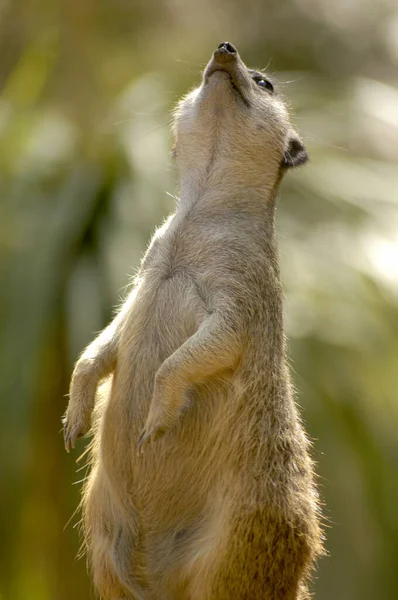 Adorable Meerkat Standing His Hind Legs While Letting Sunlight His — Stock Photo, Image