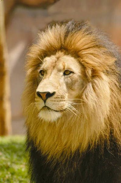 Ein Männliches Löwenporträt Während Der Ferne Nach Beute Sucht — Stockfoto