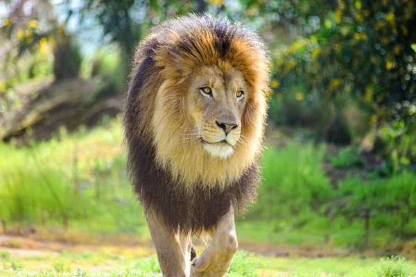 Large Male Lion Stalks Prey Creeps Slowly Attacking — Stock Photo, Image