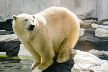 Polar Bear poised to plunge into frigid water while perched on the edge of a boulder clipart