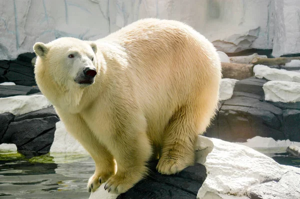 Polar Bear poised to plunge into frigid water while perched on the edge of a boulder