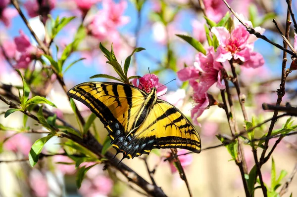 Tiger Swallowtail Butterfly Rests Peach Tree Bloom — Stock Photo, Image