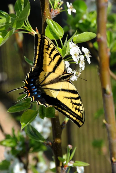 Beautiful Swallowtail Butterfly Taking Pleasure Feeding Pear Tree Spring Blossom — Stock Photo, Image