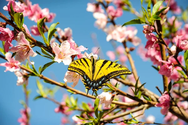 Clear Cloudless Sky Yellow Swallowtail Butterfly Lands Peach Tree Full — Stock Photo, Image