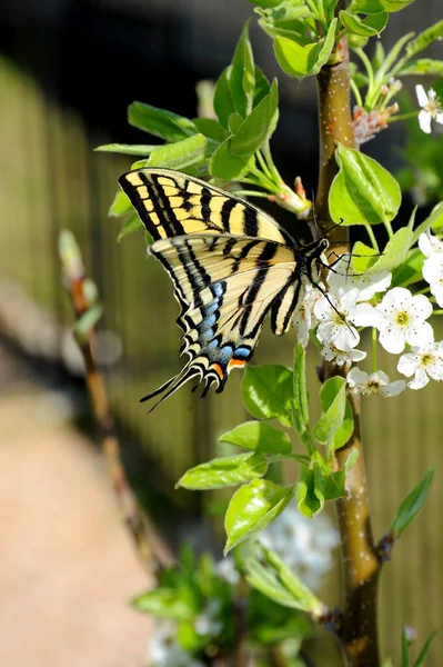Swallowtail Butterfly Perches Blossoming Tree Limb Search Nectar — Stock Photo, Image