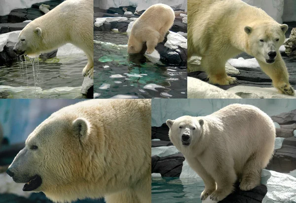 In this collection of polar bear images, a bear may be seen fishing, hunting, and stalking prey.