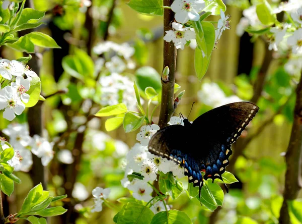 While Consuming Flower Nectar Black Swallowtail Butterfly Stretches His Wings — Stock Photo, Image