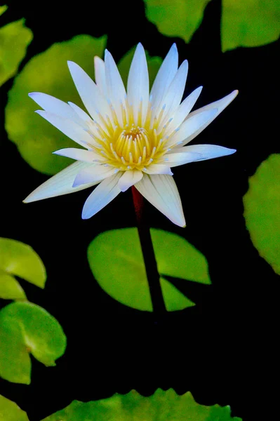 Star Shaped Waterlily Primarily White Touch Blue Purple Coloration Tips — Stock Photo, Image