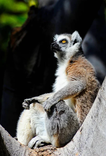 Ringsvansad Lemur Som Kopplar Solen Ett Träd Stockbild