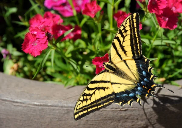 Tiger Swallowtail Butterfly Perched Dianthus Blossoms Red Pink — Stock Photo, Image